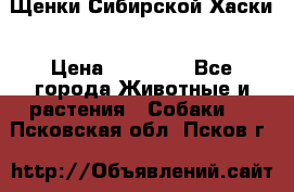Щенки Сибирской Хаски › Цена ­ 20 000 - Все города Животные и растения » Собаки   . Псковская обл.,Псков г.